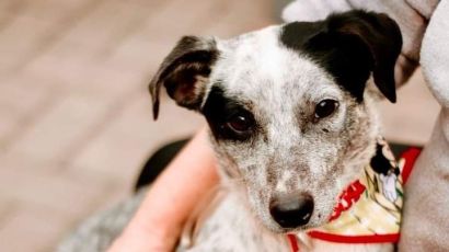 Animais resgatados da Linha Faxinal do Irani estão prontos para adoção