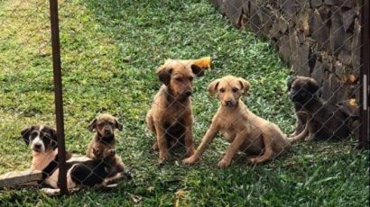 Grupo Bem-Estar Animal realiza a 9ª Edição do Brechó Animal em outubro