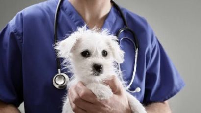 Prefeitura de Xanxerê lança 1ª etapa de castração em massa de cães