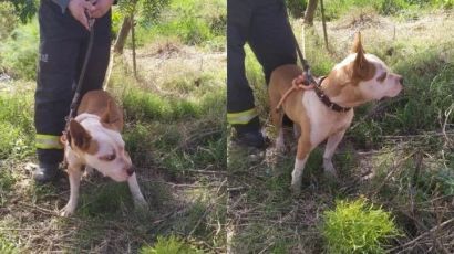 Corpo de Bombeiros é acionado por moradores devido a cão solto