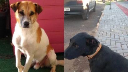 Moradores do Bem Morar II procuram por cães desaparecidos