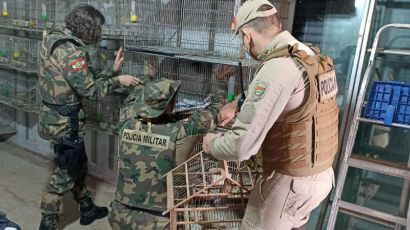 Polícia Ambiental apreende aves nativas em Xanxerê