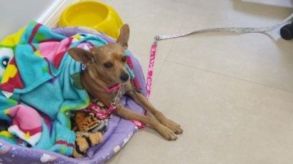 Vídeo:  Cachorra mascote de hotel é atacada por cães em Xanxerê