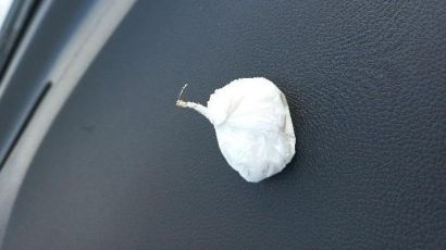 Mulher é detida com droga no Centro de Xanxerê
