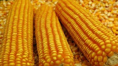 Epagri/Cepa faz análise da safra e mercado do milho em 2022