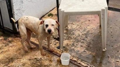 Homem é preso por maus-tratos contra animais, em Xanxerê