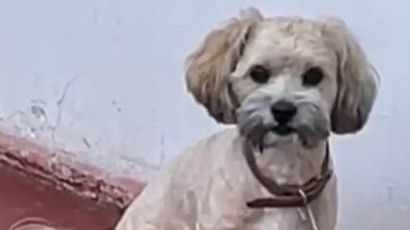 Tutor procura por cão desaparecido