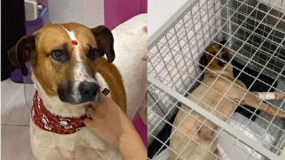 Moradores criam campanha para pagar tratamento de cão atropelado