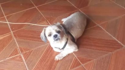 Xanxerense busca por cachorro desaparecido
