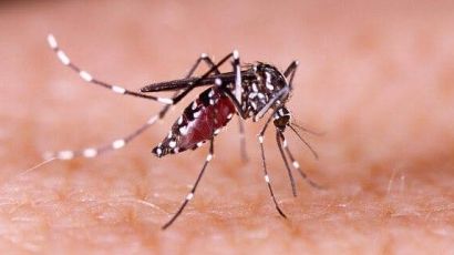 Xanxerê registra mais dois casos de dengue importados
