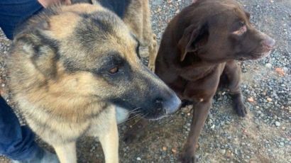 Ladrão devolve cachorros furtados em empresa de Xanxerê