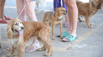 Governo proíbe uso de animais em pesquisas de cosméticos e perfumes