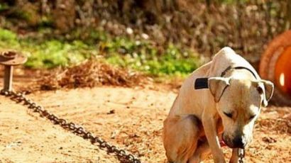 Cachorro é abandonado agonizando perto de clínica veterinária