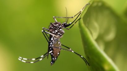 Xanxerê registra o primeiro caso de dengue contraído no município