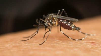 Xanxerê registra segundo caso de dengue contraído no município