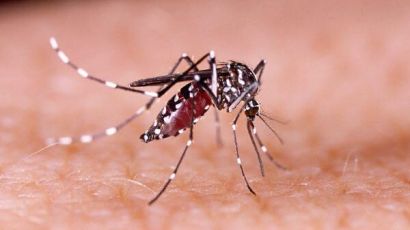 Xanxerê registra mais um caso de dengue autóctone