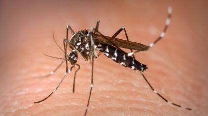 Xanxerê é um dos municípios considerados de alto risco para dengue
