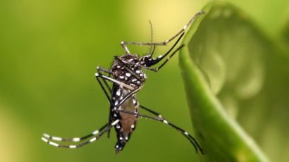 Dois novos casos de dengue autóctones são confirmados