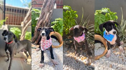 Clínica veterinária de Xanxerê está com animais para adoção