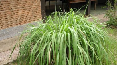 Vereador sugere incentivo ao cultivo de citronela como método natural de combate ao Aedes Aegypt