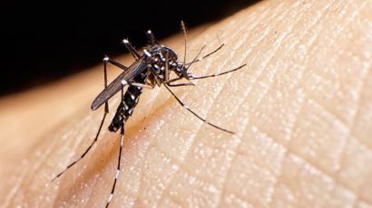 Xanxerê registra novo caso de dengue autóctone