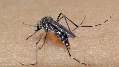 Xanxerê registra novos casos de dengue autóctone