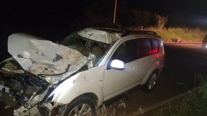 Galvão: bovino morre atropelado em rodovia