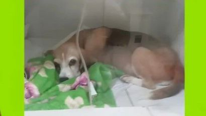 Grupo Bem-Estar Animal promove venda de pizzas em ação solidária