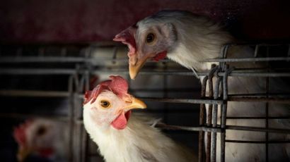 Brasil decreta emergência zoossanitária para gripe aviária e SC reitera medidas de segurança