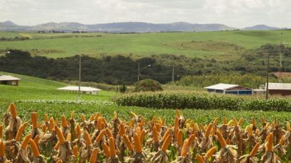 Governo do Estado inicia distribuição de sementes de milho do Programa Terra Boa