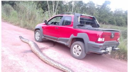 Imagem TSX - Xanxerense encontra cobra gigante em estrada no MT