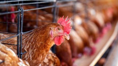 SC identifica caso de gripe aviária em criação de fundo de quintal