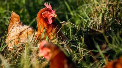SC declara estado de emergência zoossanitária após casos de gripe aviária