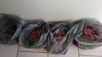 Cerca de 200 pombas abatidas são encontradas em veículo em Xanxerê