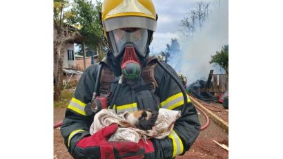 Abelardo Luz: bombeiros resgatam gatos dos escombros de incêndio em residência