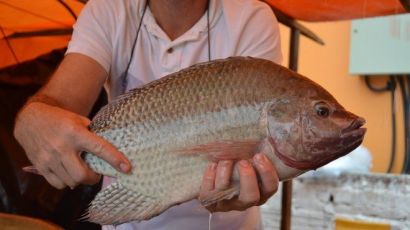 Semana Santa: Xanxerê terá Feirão do Peixe Vivo