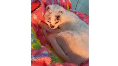 Grupo Bem-Estar Animal realiza Pix do Real em prol de gata com câncer
