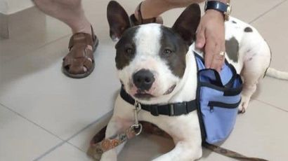 "Cão Mensageiro" distribui motivação pelos corredores do fórum da comarca de Xanxerê