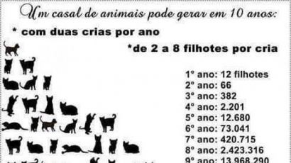 Ativista da causa animal organiza castração a preço social