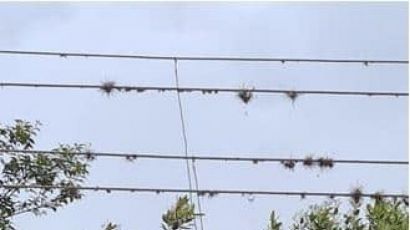 Moradores de acampamento cigano são presos por furto de energia elétrica em Xanxerê