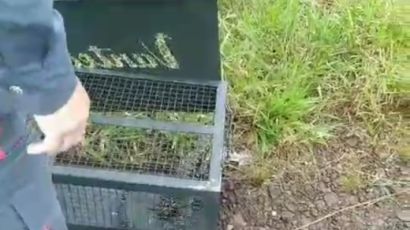 Vídeo: lagarto é encontrado e resgatado em condomínio de Xanxerê