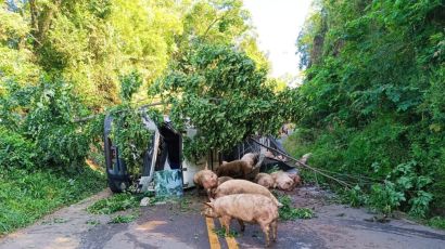 Caminhão carregado com porcos tomba na SC-155 em Xavantina