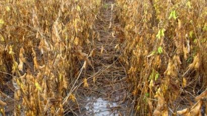 Excesso de chuva provoca perda de R$ 20 milhões na produção agrícola em Abelardo Luz