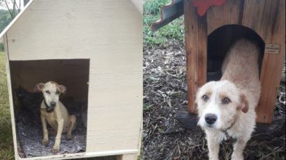 Família que cuida de cães abandonados recebe doações da comunidade