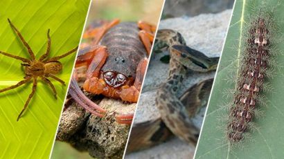 Acidentes com animais peçonhentos aumentam no verão 