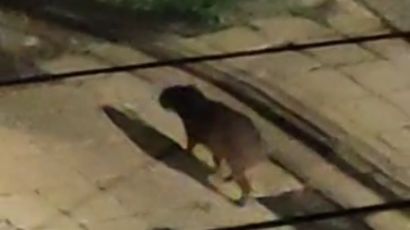 Capivara é flagrada no Centro de Xanxerê