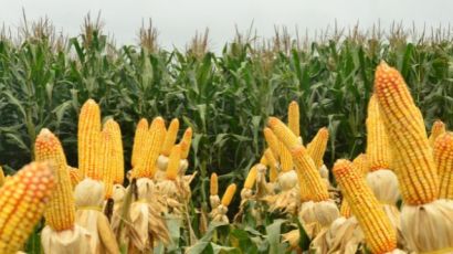 Cigarrinha e excesso de umidade estão contribuindo para a baixa produtividade do milho