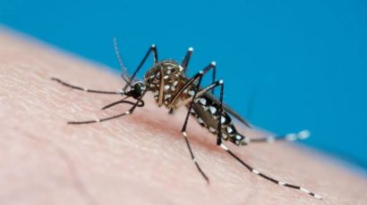 Casos de dengue crescem 900% em Santa Catarina no último ano