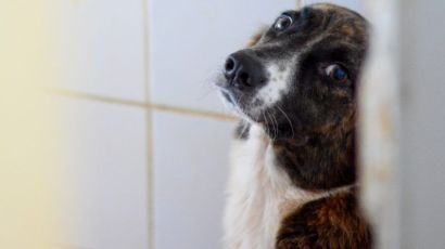 Faxinal dos Guedes abre edital para contratar interessados em atuar no bem-estar animal