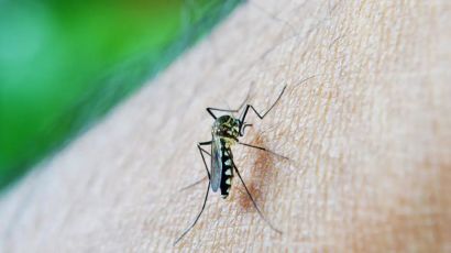 Brasil ultrapassa meio milhão de casos prováveis de dengue